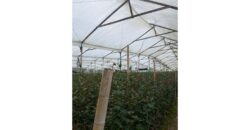 Casa quinta de 6400m2 con invernadero en Cogua Cundinamarca a 500m de la via Ubate Zipaquira
