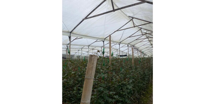 Casa quinta de 6400m2 con invernadero en Cogua Cundinamarca a 500m de la via Ubate Zipaquira